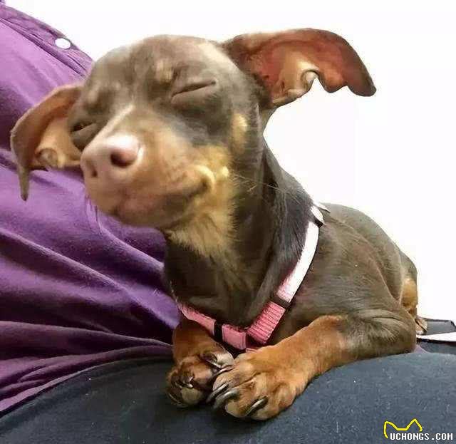 狗狗出现什么症状,说明时间不多了?