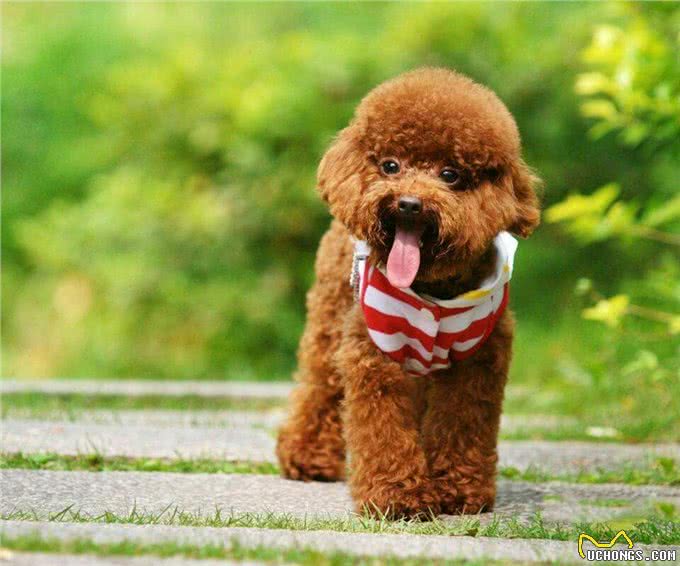 大家所熟知的泰日天—贵宾犬（泰迪犬）