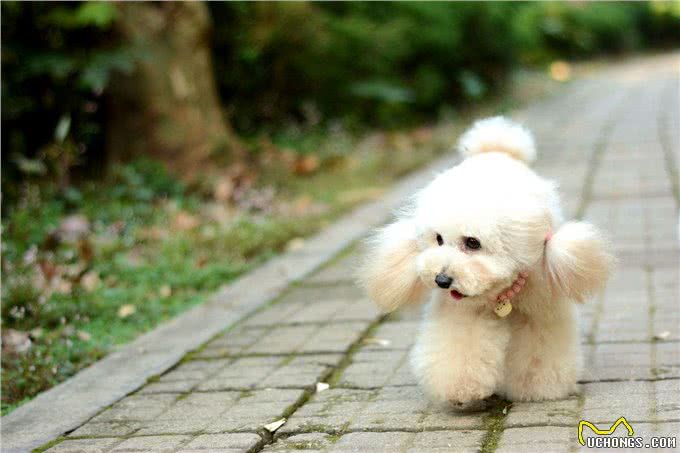 大家所熟知的泰日天—贵宾犬（泰迪犬）