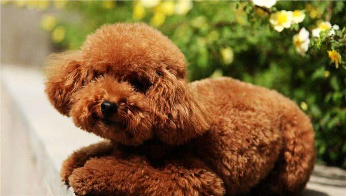 大家所熟知的泰日天—贵宾犬（泰迪犬）