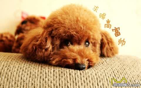 大家所熟知的泰日天—贵宾犬（泰迪犬）