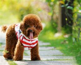 大家所熟知的泰日天—贵宾犬（泰迪犬）