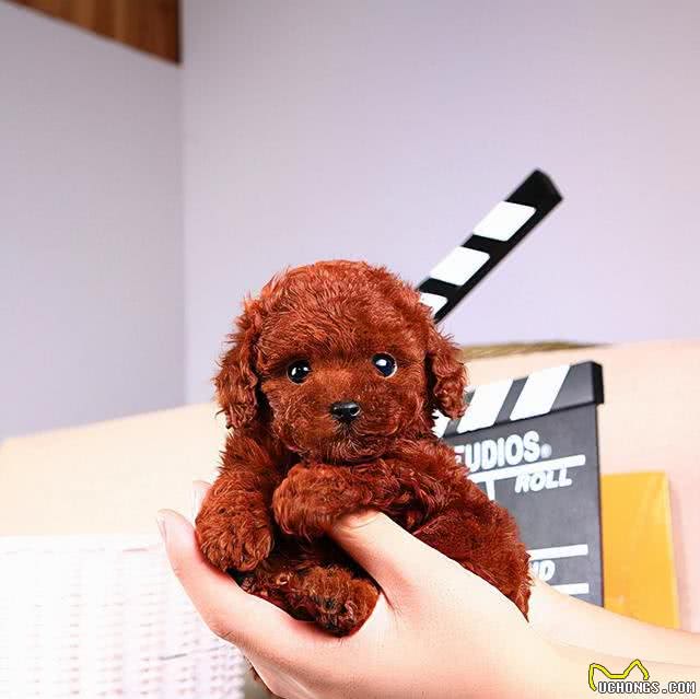 3招教你如何辨别泰迪犬和贵宾犬