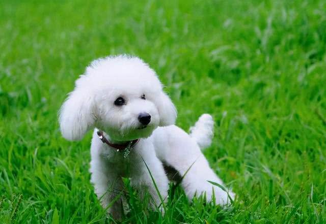 3招教你如何辨别泰迪犬和贵宾犬