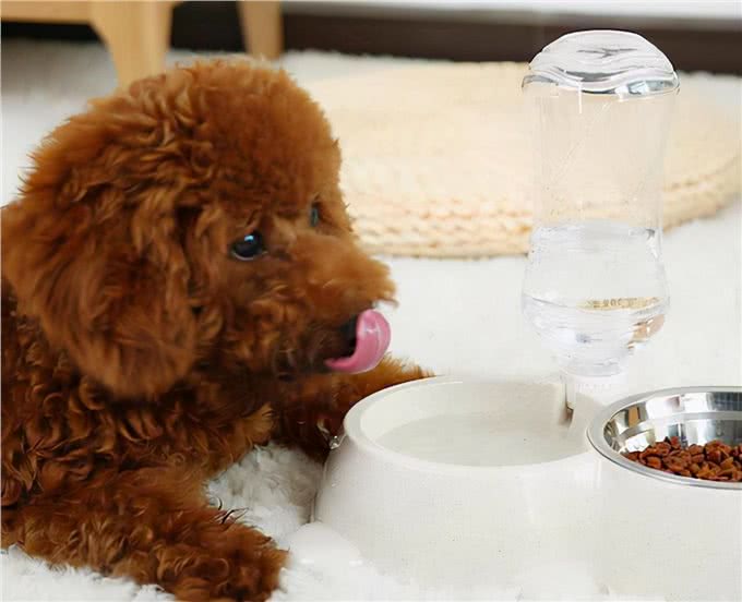 3招教你如何辨别泰迪犬和贵宾犬
