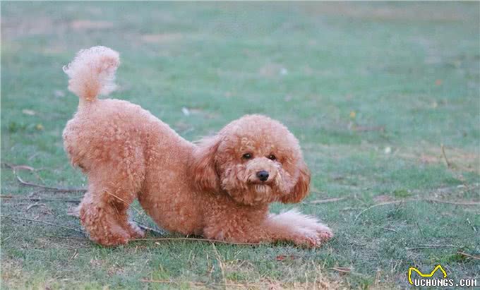 3招教你如何辨别泰迪犬和贵宾犬