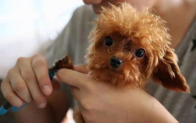 3招教你如何辨别泰迪犬和贵宾犬