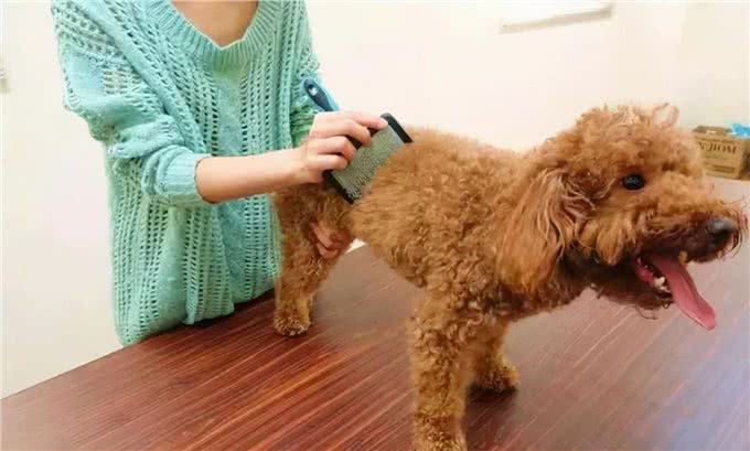 3招教你如何辨别泰迪犬和贵宾犬
