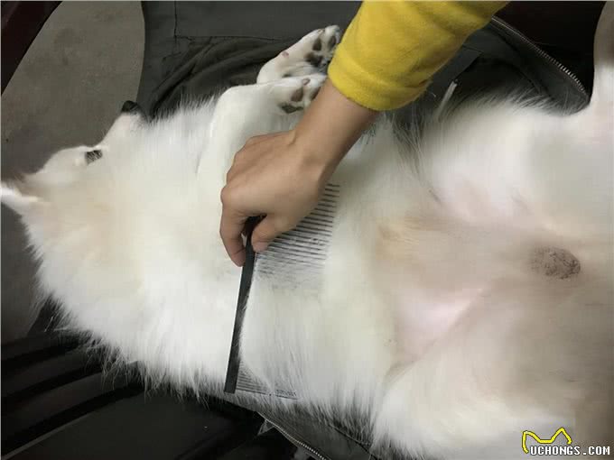 3招教你如何辨别泰迪犬和贵宾犬