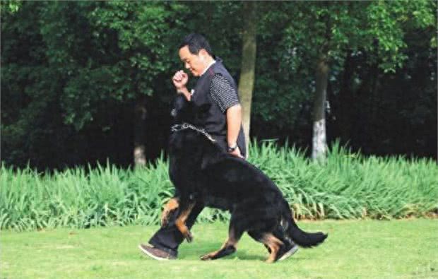 德国牧羊犬之东德，全身黑色的东德捷克深狼青，真漂亮