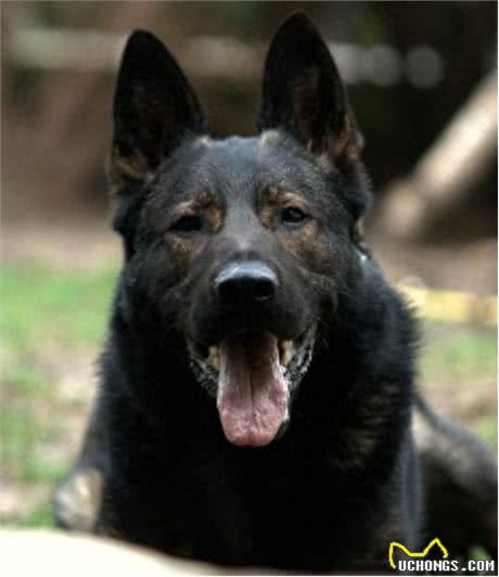 德国牧羊犬之东德，全身黑色的东德捷克深狼青，真漂亮