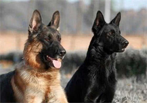 德国牧羊犬之东德，全身黑色的东德捷克深狼青，真漂亮
