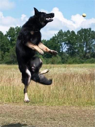 德国牧羊犬之东德，全身黑色的东德捷克深狼青，真漂亮