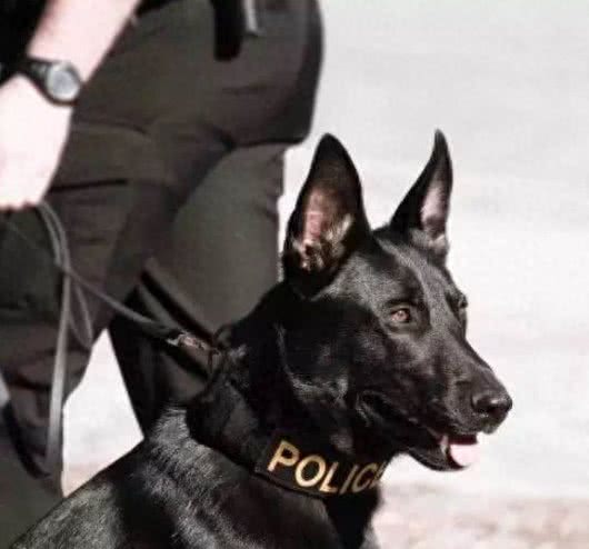 德国牧羊犬之东德，全身黑色的东德捷克深狼青，真漂亮