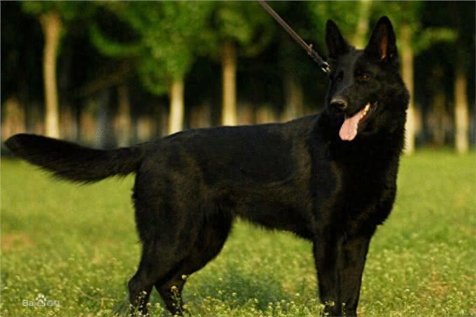 德国牧羊犬之东德，全身黑色的东德捷克深狼青，真漂亮