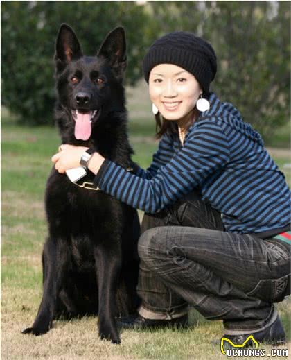 德国牧羊犬之东德，全身黑色的东德捷克深狼青，真漂亮
