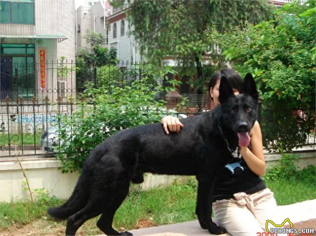 德国牧羊犬之东德，全身黑色的东德捷克深狼青，真漂亮