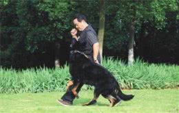 德国牧羊犬之东德，全身黑色的东德捷克深狼青，真漂亮