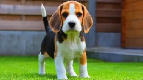 哈利犬与比格犬的区别,怎么去区分呢?