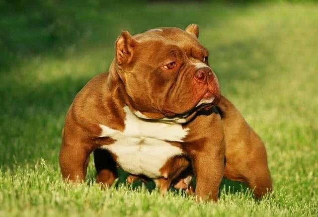 一只披着狼皮的羊,外表凶悍内心细腻—美国恶霸犬