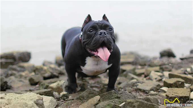 一只披着狼皮的羊,外表凶悍内心细腻—美国恶霸犬
