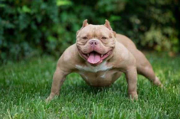 一只披着狼皮的羊,外表凶悍内心细腻—美国恶霸犬
