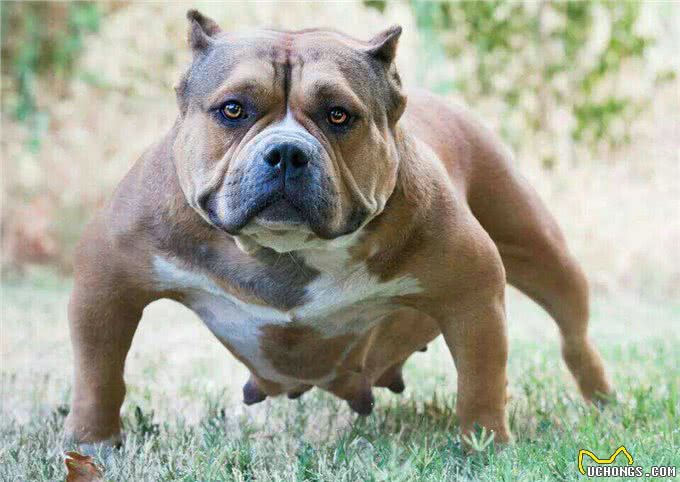 一只披着狼皮的羊,外表凶悍内心细腻—美国恶霸犬