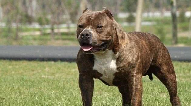 一只披着狼皮的羊,外表凶悍内心细腻—美国恶霸犬