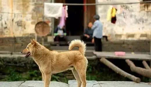 哮天犬是什么品种?致那些陪伴我们成长的小土狗