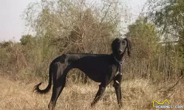 哮天犬是什么品种?致那些陪伴我们成长的小土狗