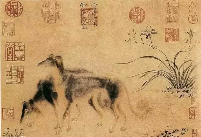 哮天犬是什么品种?致那些陪伴我们成长的小土狗