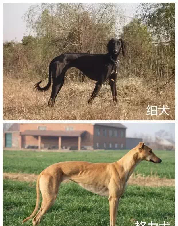 哮天犬是什么品种?致那些陪伴我们成长的小土狗
