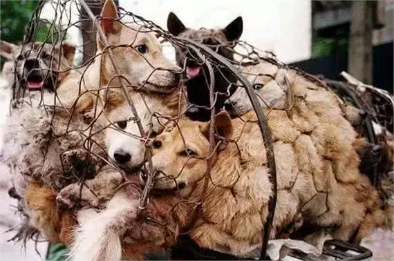 哮天犬是什么品种?致那些陪伴我们成长的小土狗