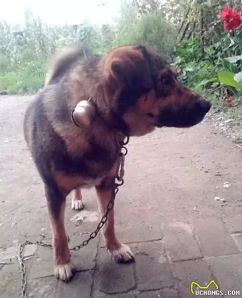 哮天犬是什么品种?致那些陪伴我们成长的小土狗