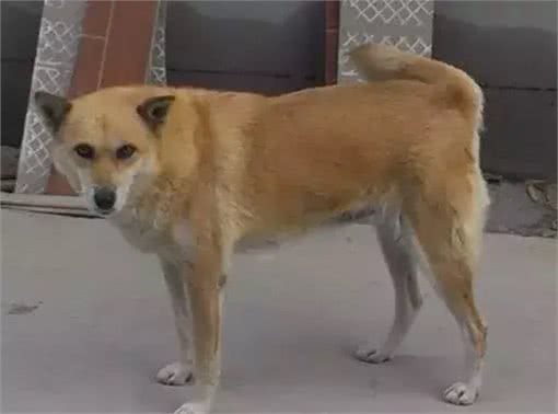 哮天犬是什么品种?致那些陪伴我们成长的小土狗