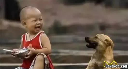 哮天犬是什么品种?致那些陪伴我们成长的小土狗