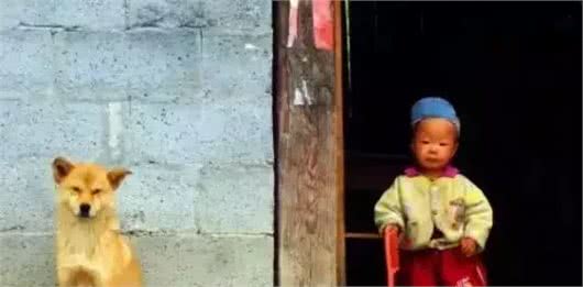 哮天犬是什么品种?致那些陪伴我们成长的小土狗