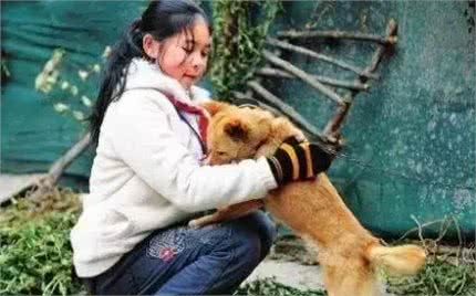 哮天犬是什么品种?致那些陪伴我们成长的小土狗