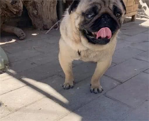 夏天饲养巴哥犬，一定要做好这几点，不然狗狗会中暑