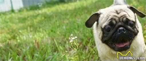 夏天饲养巴哥犬，一定要做好这几点，不然狗狗会中暑