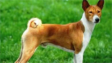 不爱叫的刚果犬非洲猎手巴仙吉