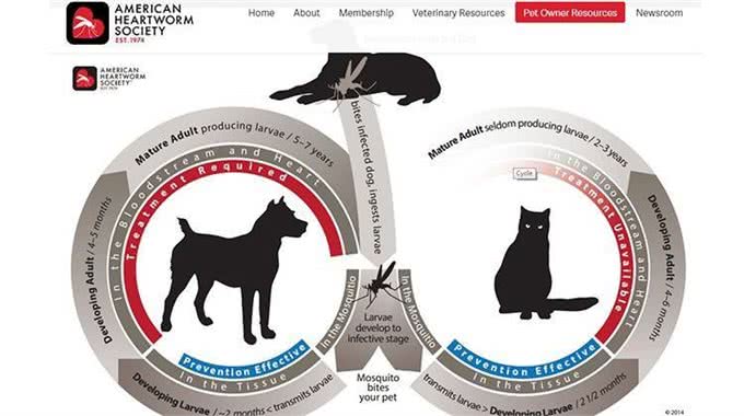 猫狗心丝虫症初期没症状宠物饲主宜注意