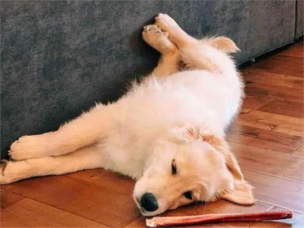 狗狗的睡姿代表着性格，出现第2种，宠主要小心了