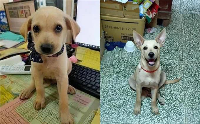 有特异功能?小黑狗每年都会换毛色，5年后竟变成了灰白卷毛狗