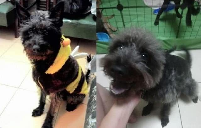 有特异功能?小黑狗每年都会换毛色，5年后竟变成了灰白卷毛狗