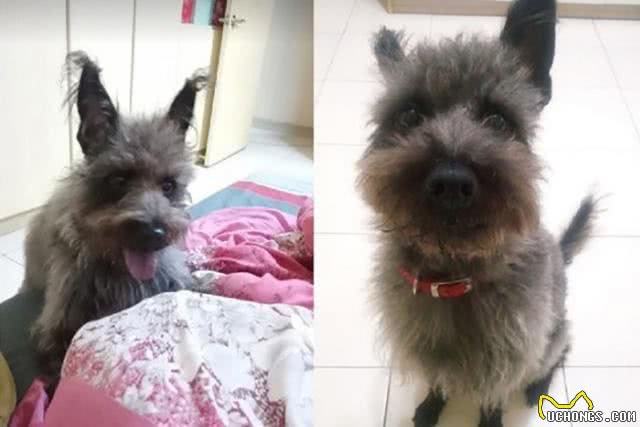 有特异功能?小黑狗每年都会换毛色，5年后竟变成了灰白卷毛狗
