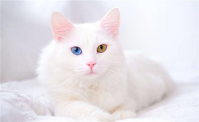 推荐朋友们饲养的猫咪品种二十七(东奇尼猫和土耳其安哥拉猫)