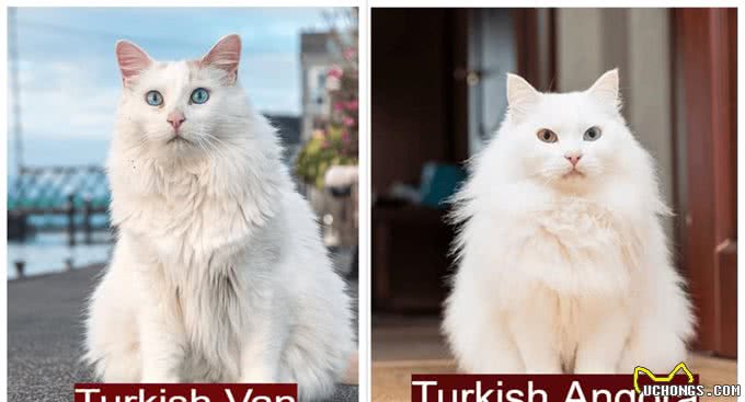 推荐朋友们饲养的猫咪品种二十七(东奇尼猫和土耳其安哥拉猫)