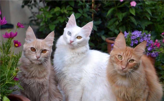 推荐朋友们饲养的猫咪品种二十七(东奇尼猫和土耳其安哥拉猫)