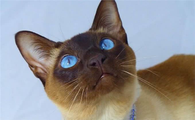 推荐朋友们饲养的猫咪品种二十七(东奇尼猫和土耳其安哥拉猫)